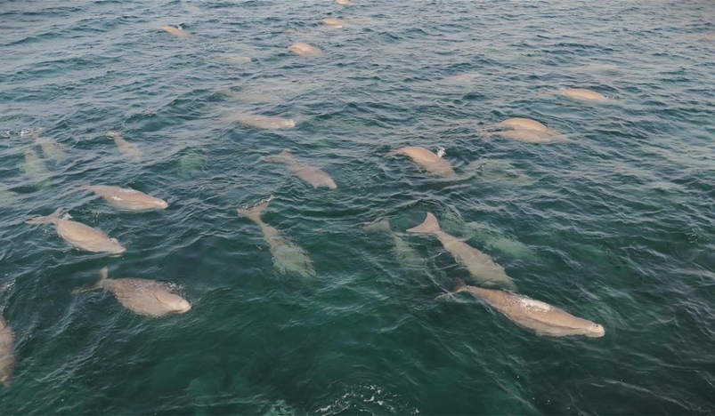Dugongs